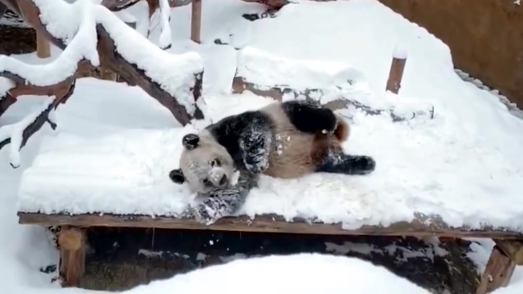 熊猫听说你没见过雪